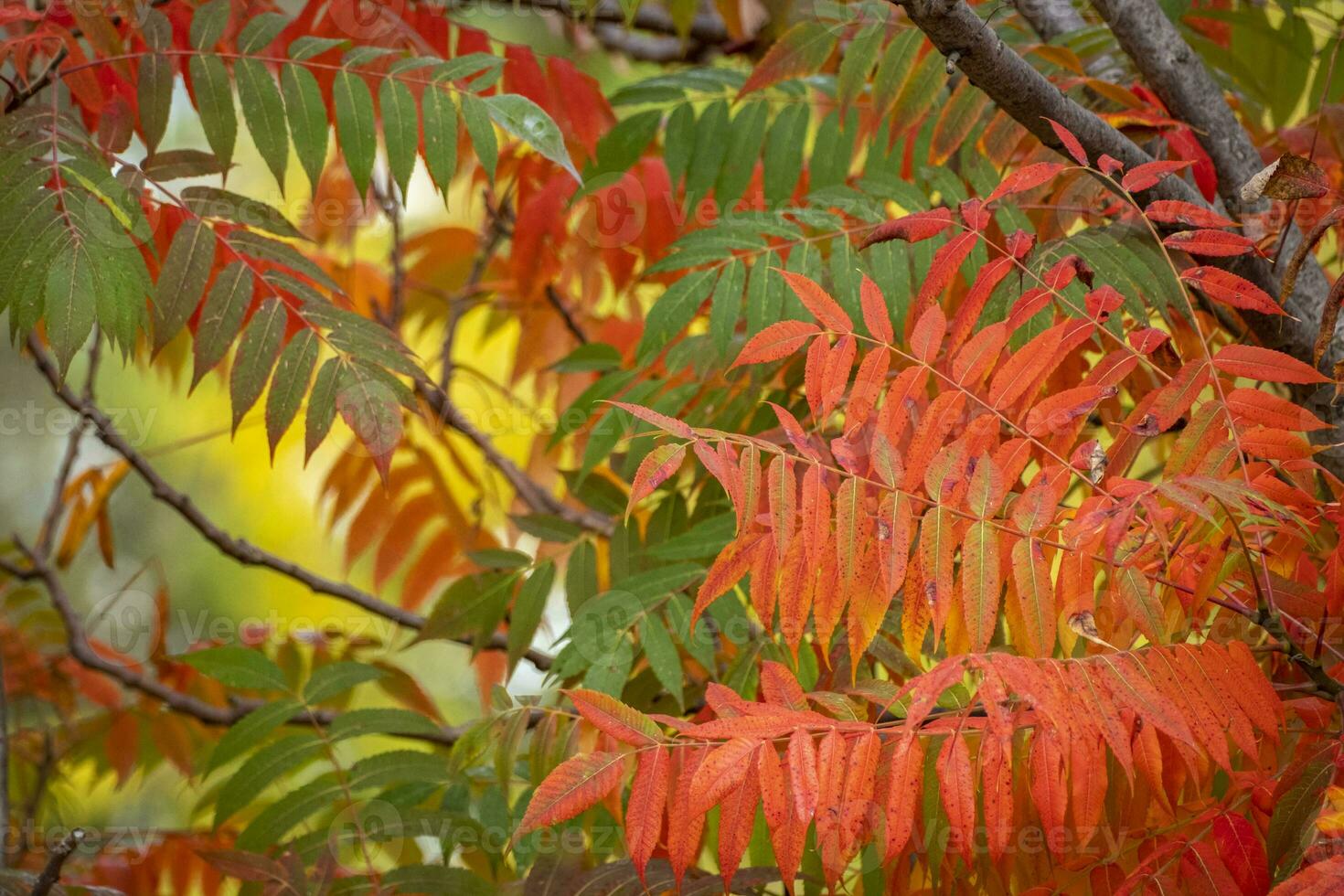 hojas de colores en otoño foto