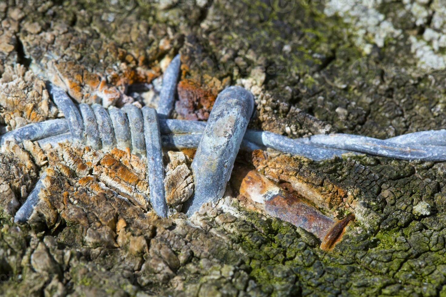 barb wire at the field border photo