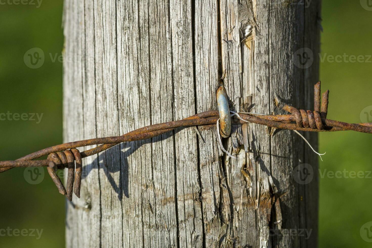 barb wire at the field border photo