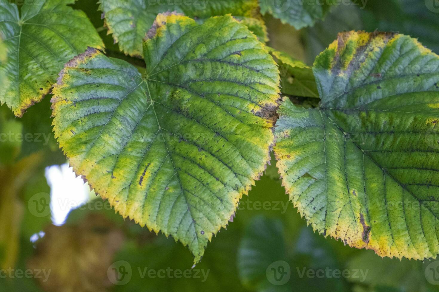 green leaves in autumn photo