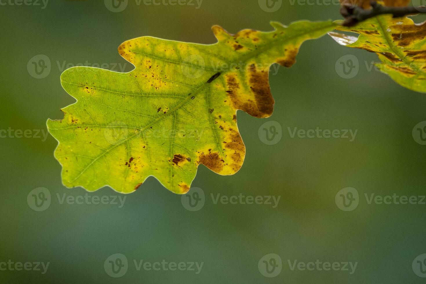 green leaves in autumn photo