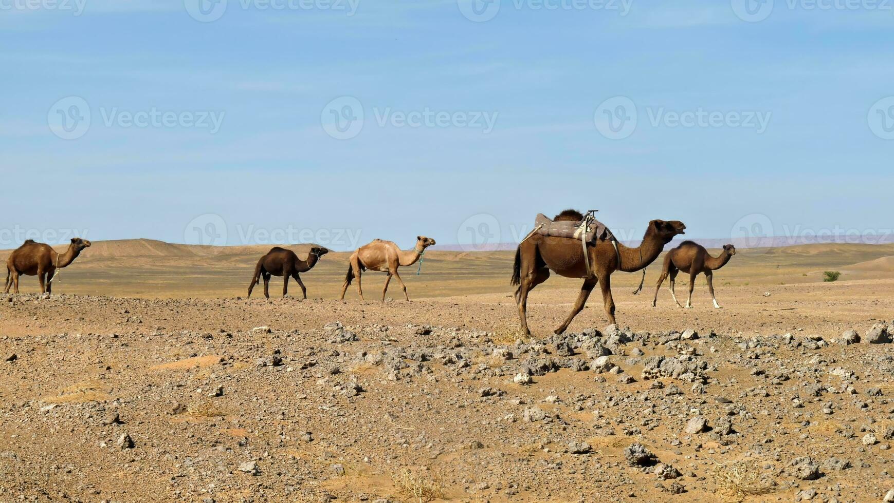 Camel caravan in the Moroccan desert. Sahara desert photo