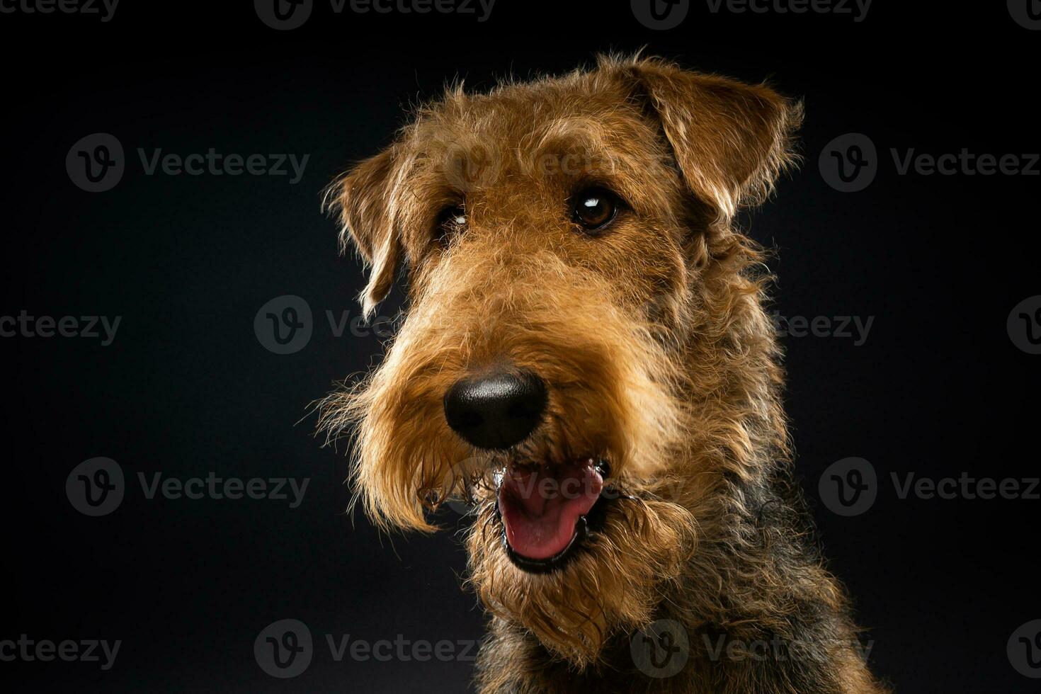 Portrait of an Airedale Terrier in close-up. photo