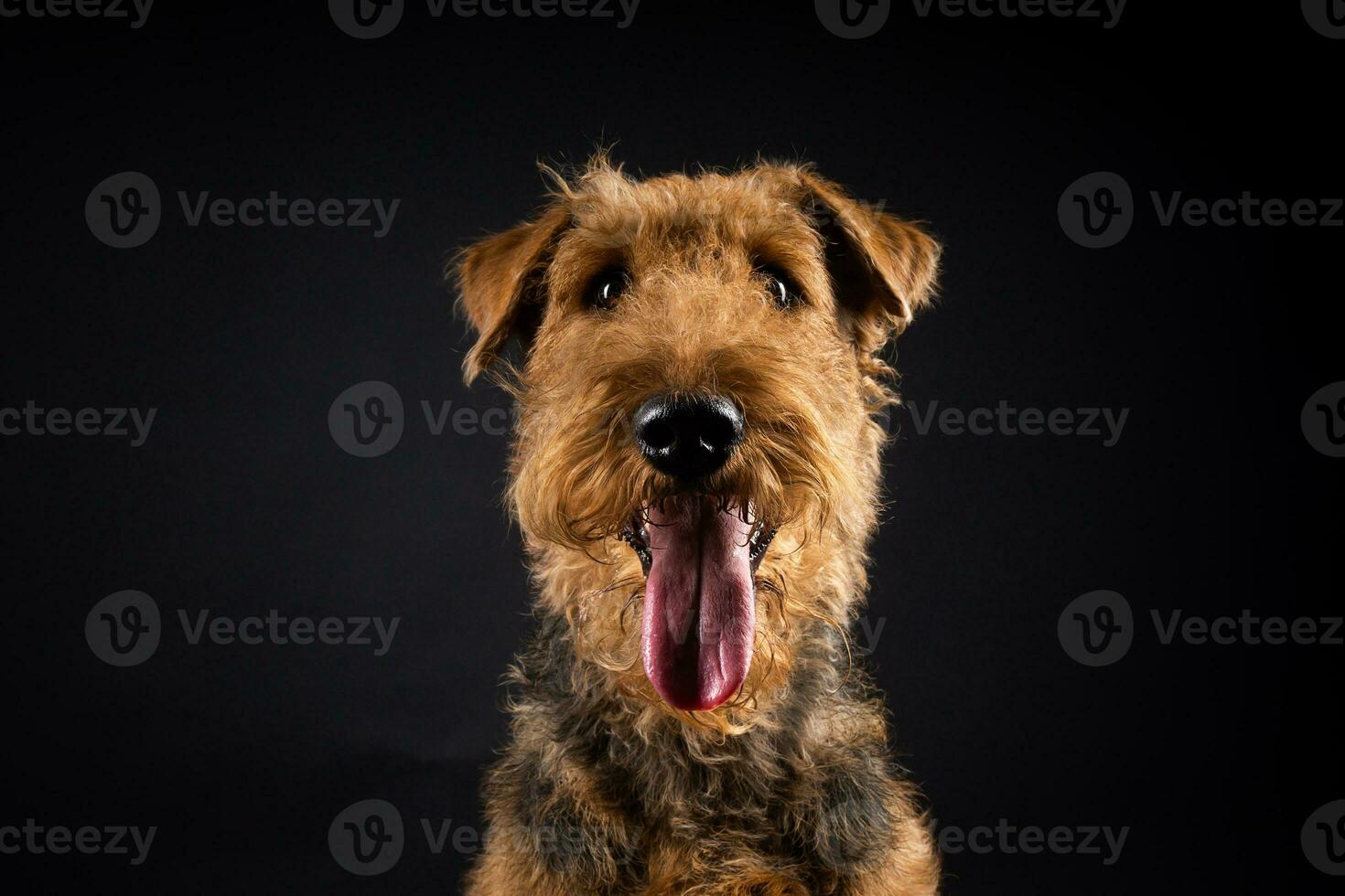 Portrait of an Airedale Terrier in close-up. photo