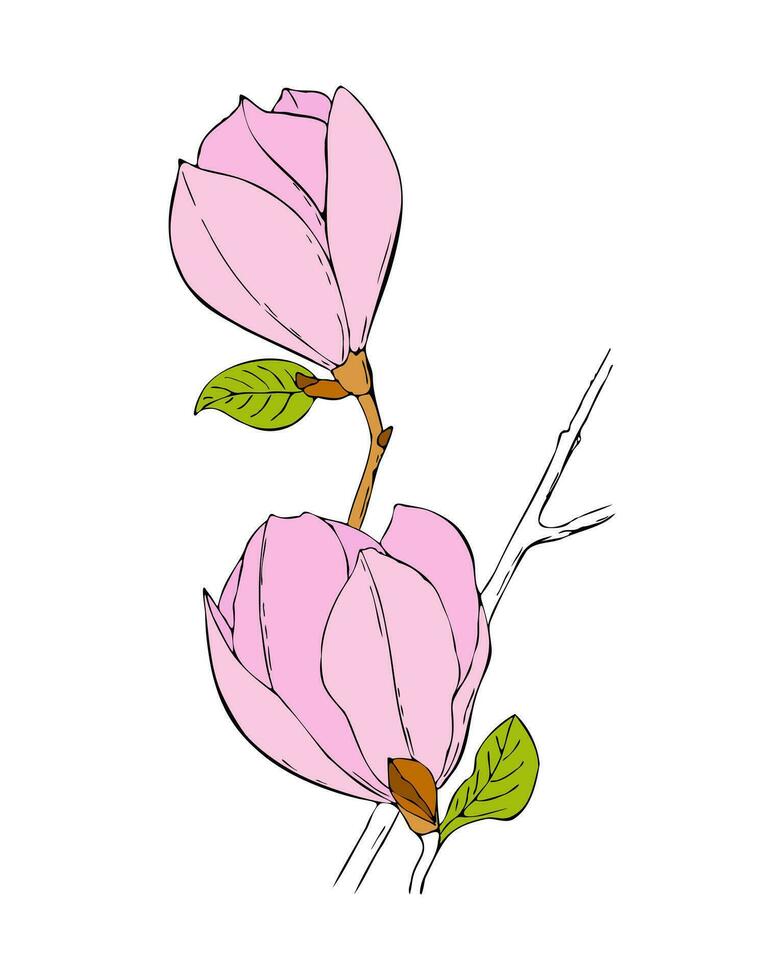 Magnolia branch with pink flowers hand drawn sketch. vector