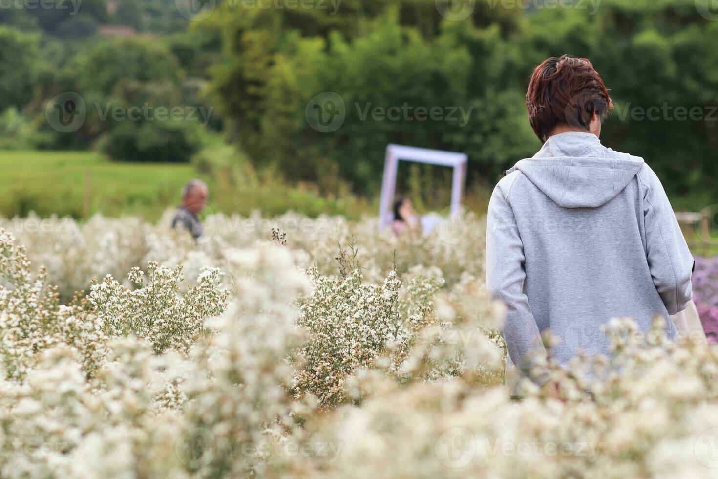 A beautiful female tourist is having fun in a flower garden that is blooming in the winter of Chiang Mai province and female tourists also like to take photos inside the beautiful flower garden.
