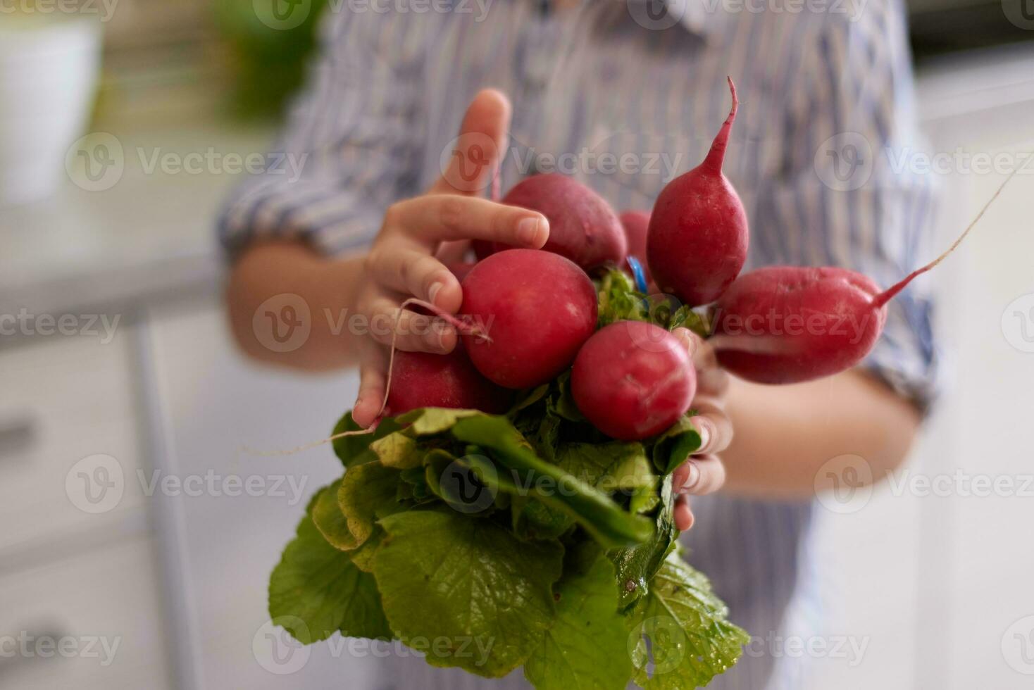 Closeup woman hands holding out at camera a bunch of fresh ripe organic radish. Healthy eating, vegetarianism, dieting photo