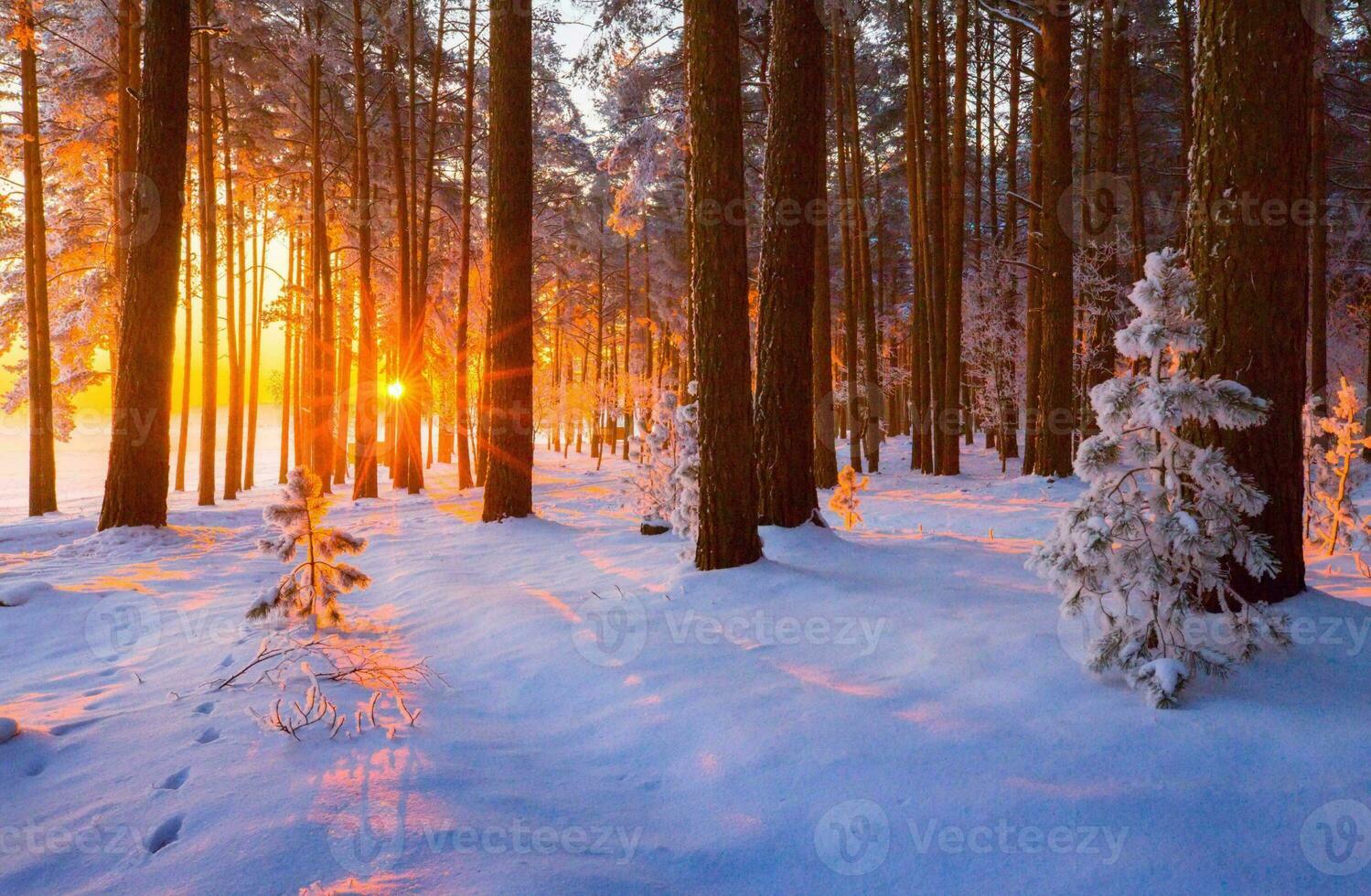 hermosa invierno estacional antecedentes escarcha y nieve en ramas invierno paisaje foto