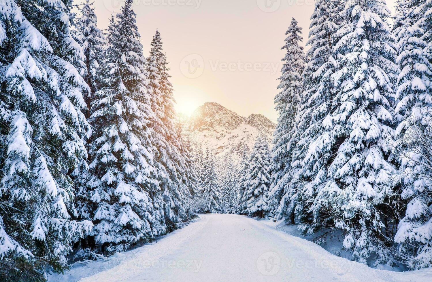 Beautiful winter seasonal background Frost and snow on branches winter landscape Photo