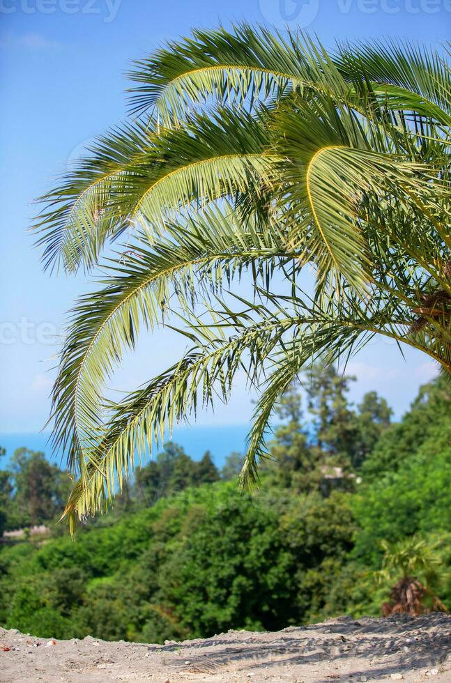 Tropical palm tree against the blue sky. Vertical tropical trees. photo