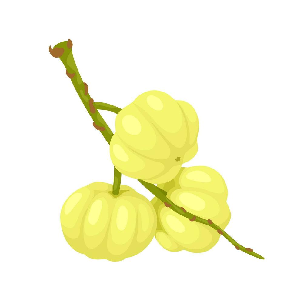 Vector illustration, Otaheite gooseberry or star gooseberry, scientific name Phyllanthus acidus, isolated on white background.
