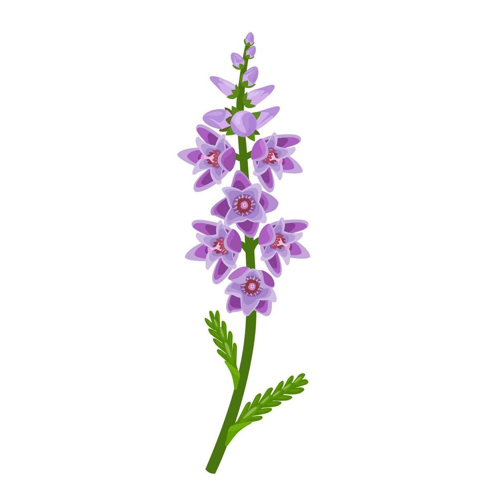 vector ilustración, calluna vulgaris , comúnmente llamado escocés brezo, brezo o abadejo, aislado en blanco antecedentes.