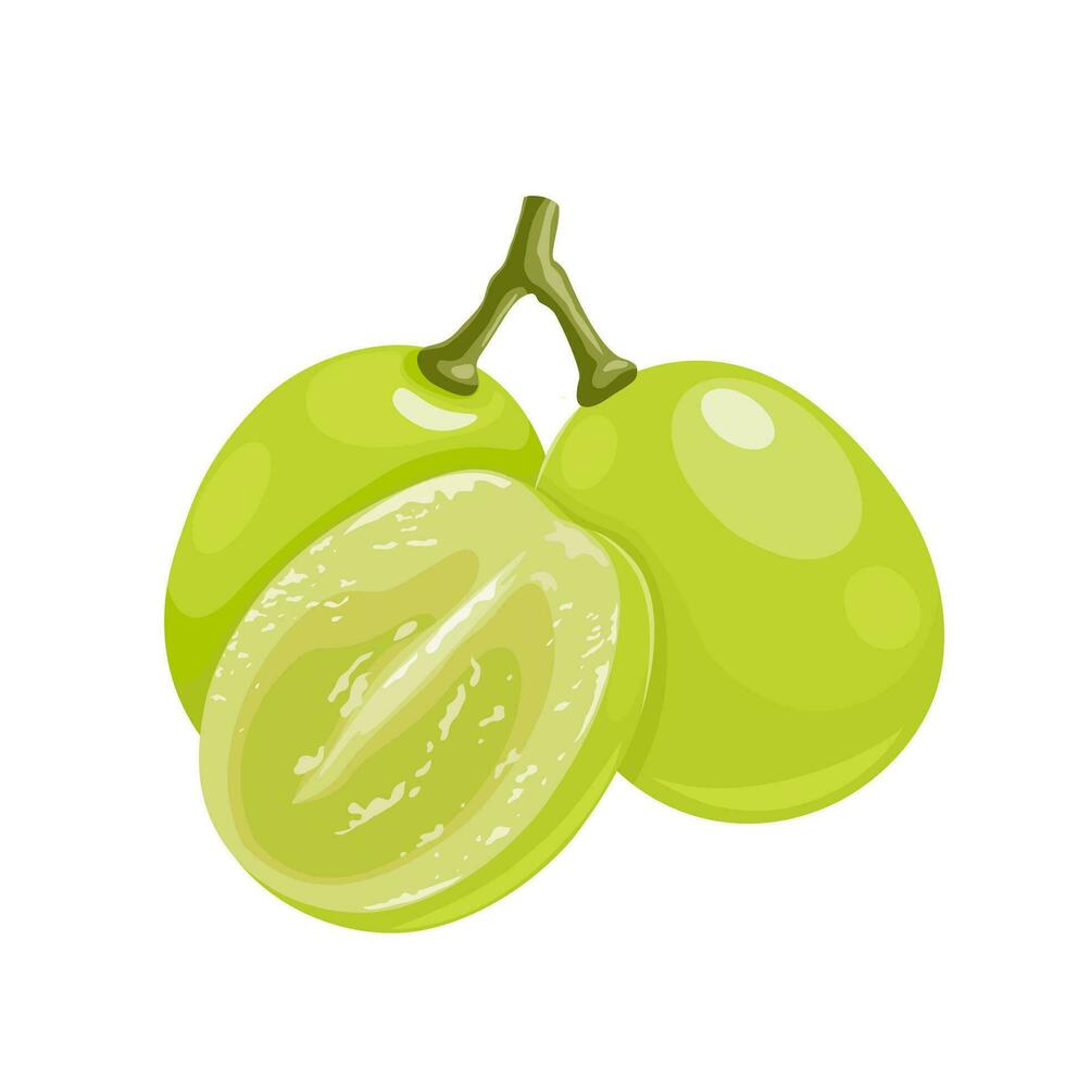 Vector illustration, muscat grapes, isolated white background.