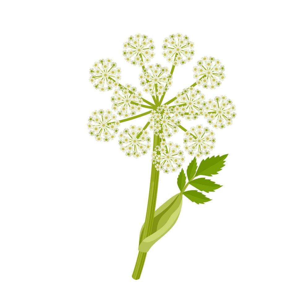 Vector illustration, Norwegian angelica or Angelica archangelica, isolated on white background.