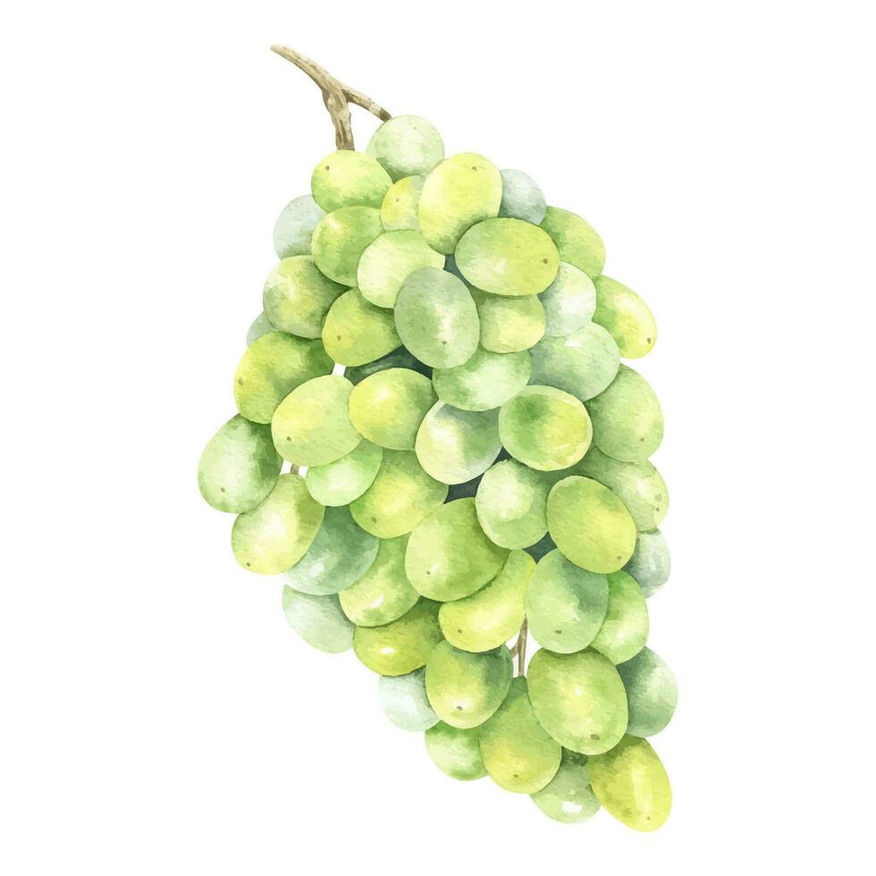 A bunch of green grapes. Grape vine. Watercolor illustrations. Isolated. For the design of labels of wine, grape juice and cosmetics, wedding cards, stationery, greetings, wallpapers and invitations vector