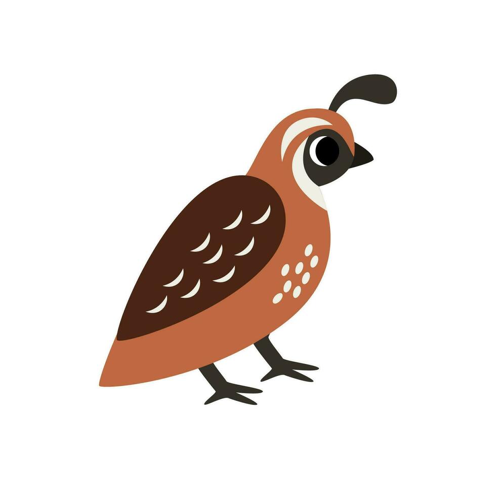 Vector illustration of cute quail isolated on white background.