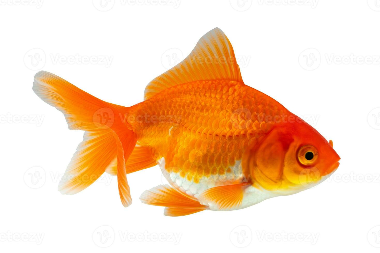 Oranda goldfish isolated on white background close up photo