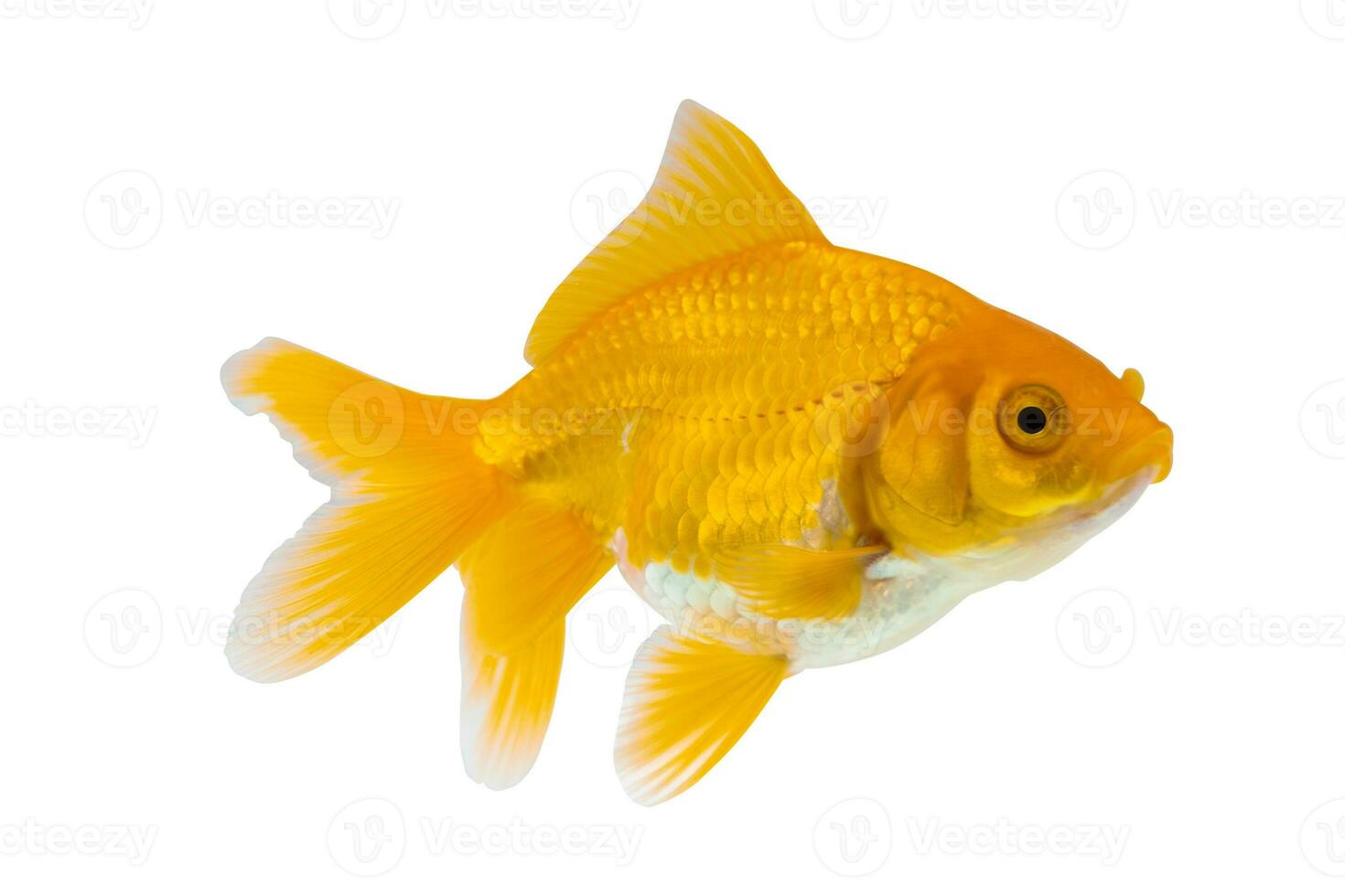 Oranda goldfish isolated on white background close up photo