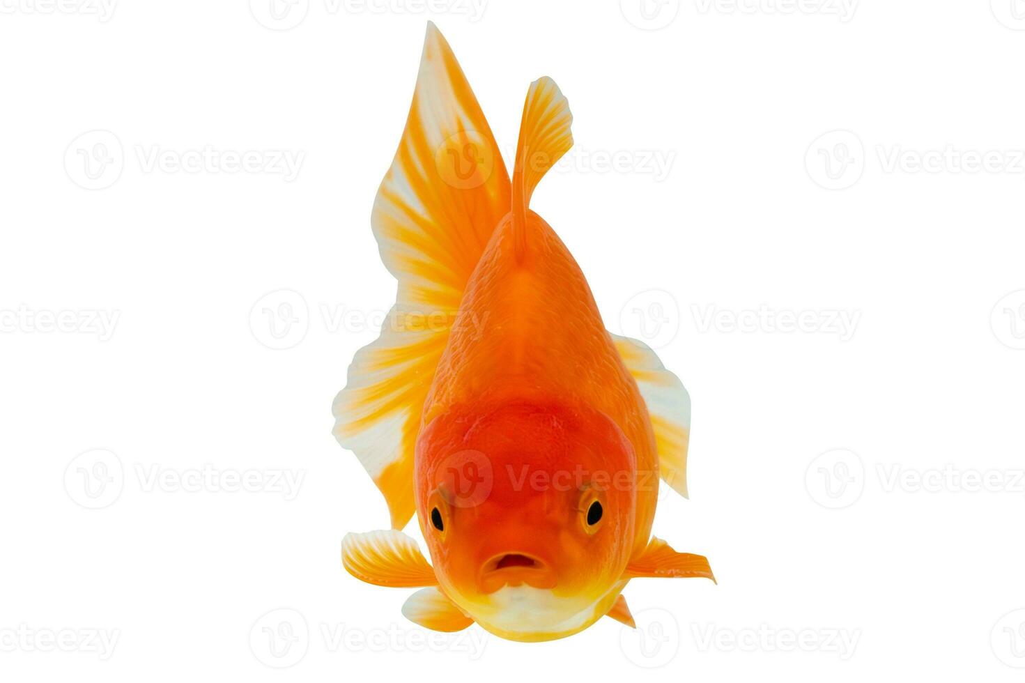 Oranda goldfish isolated on white background close up photo