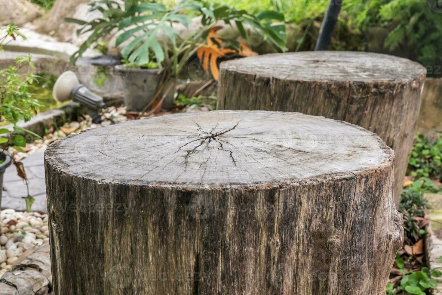 Empty old tree stump table top with blur green tropical garden background for product display photo