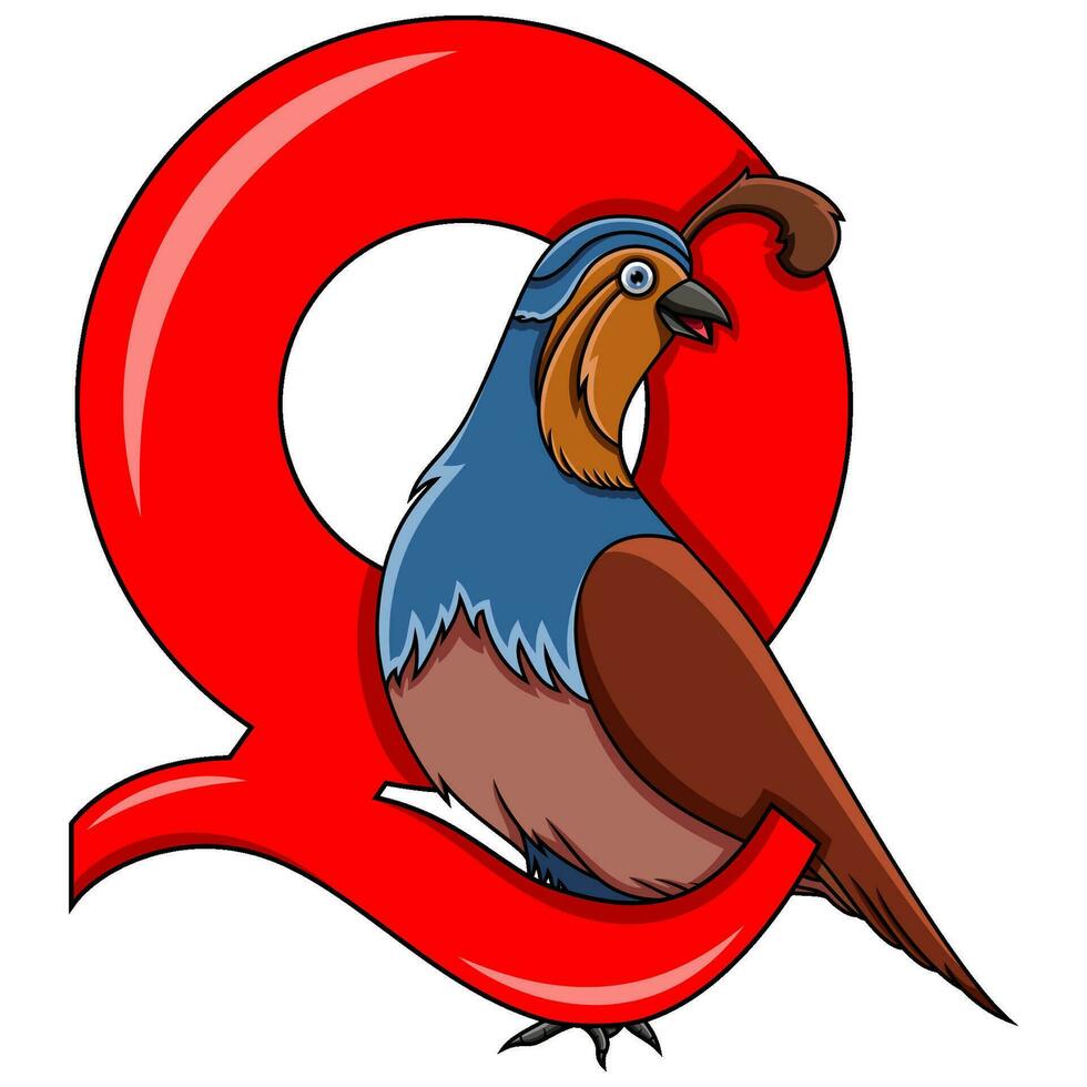 Illustration of Q letter for Quail vector