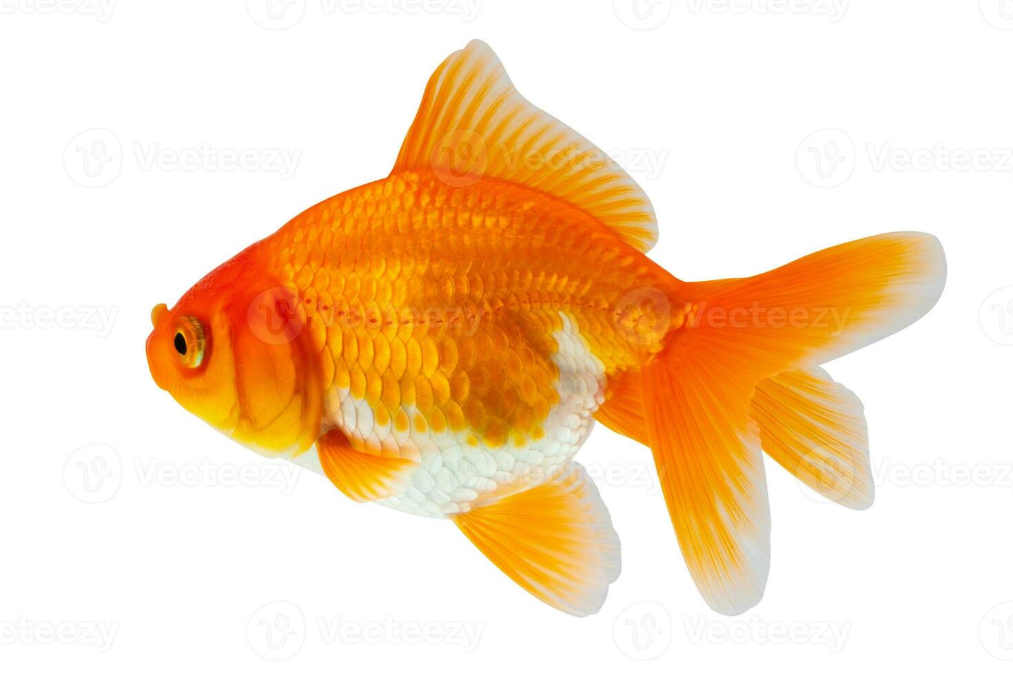 Oranda goldfish isolated on white background close up photo