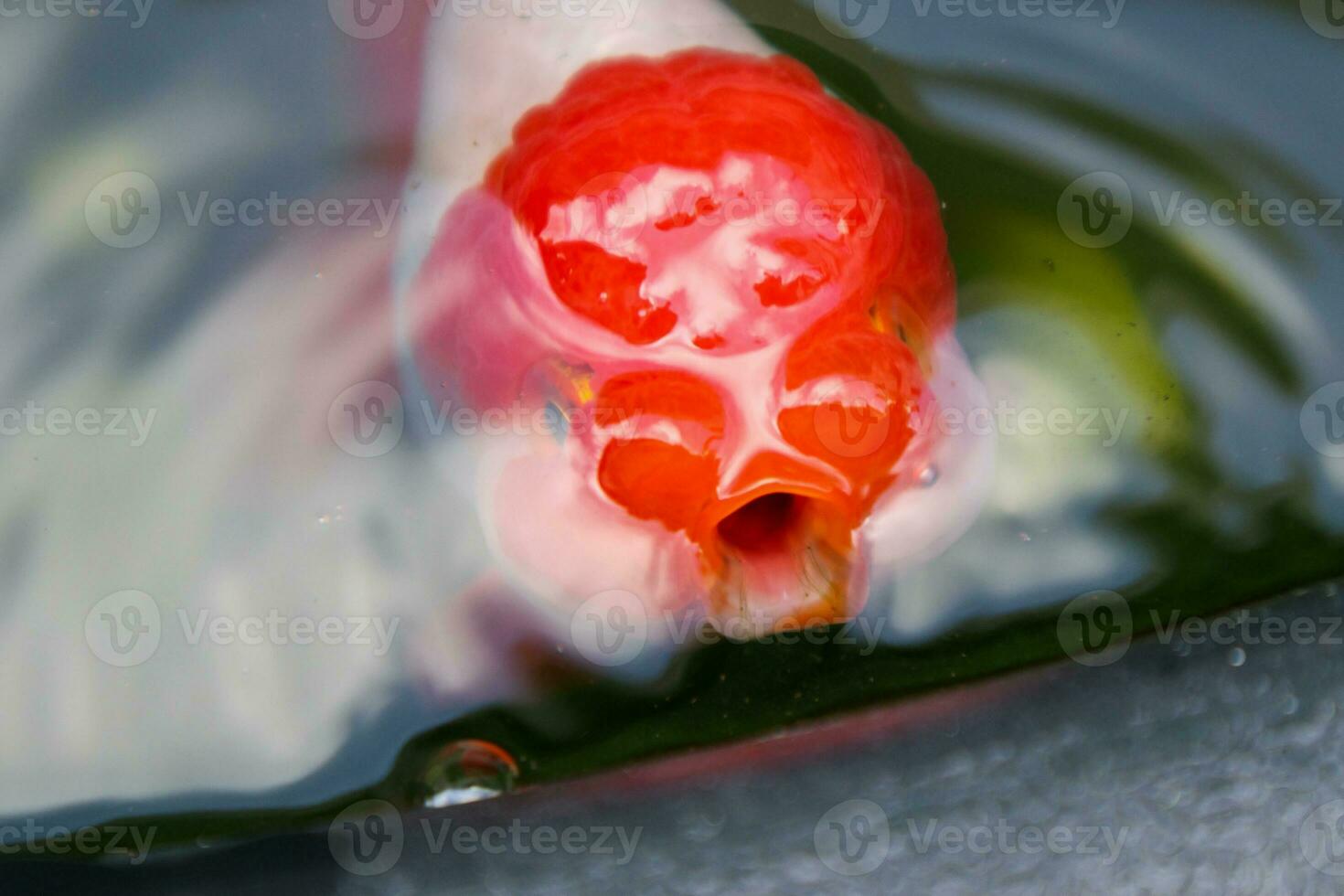 Goldfish in aquarium fish pond close up photo