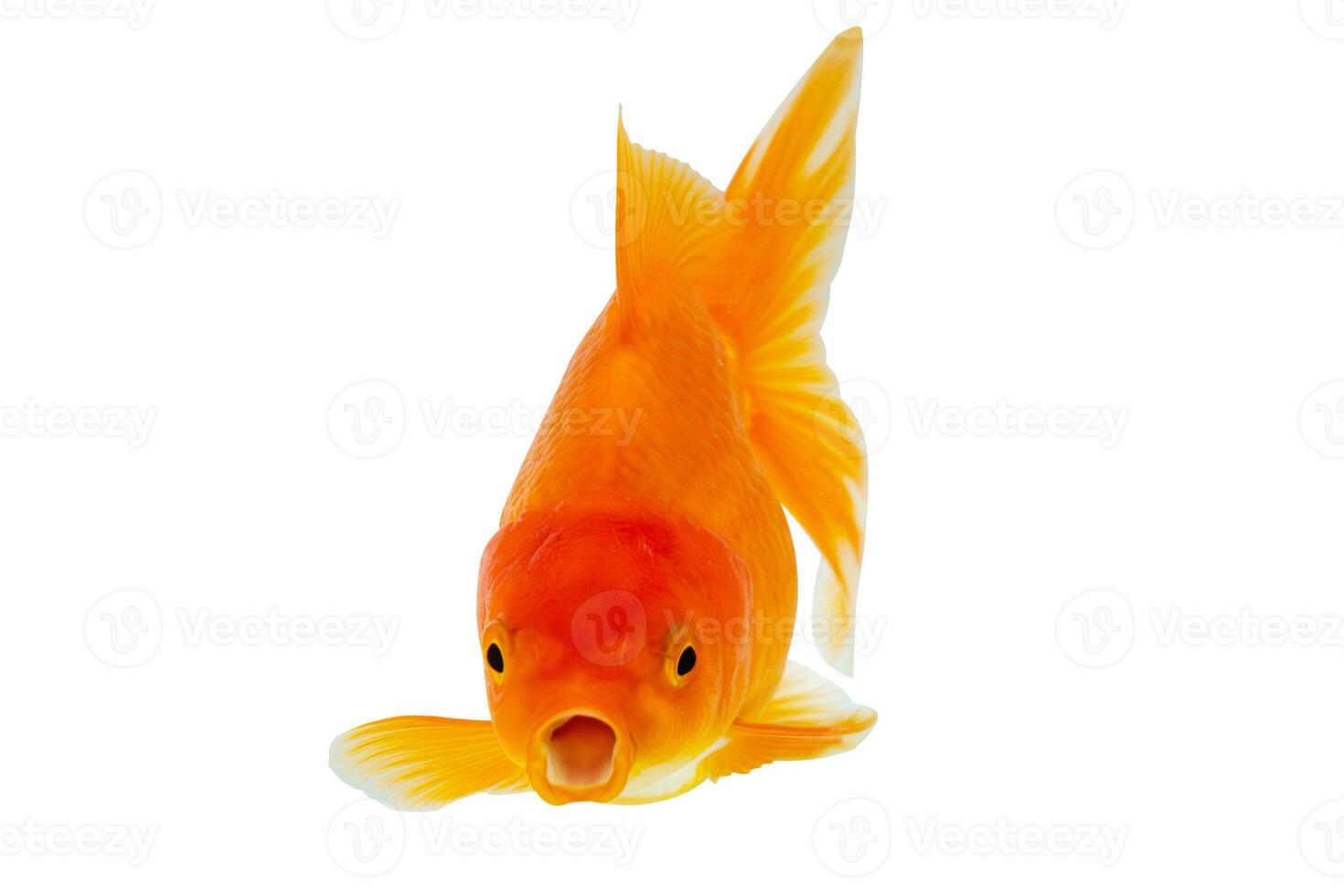 Oranda goldfish isolated on white background close up photo