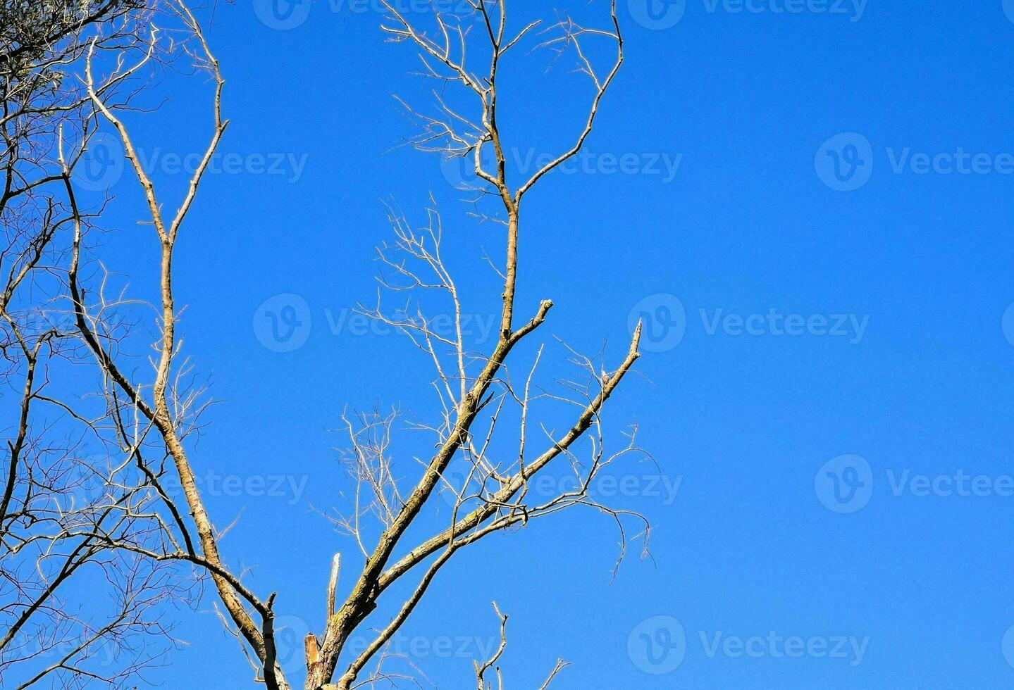 un desnudo árbol en contra un azul cielo foto