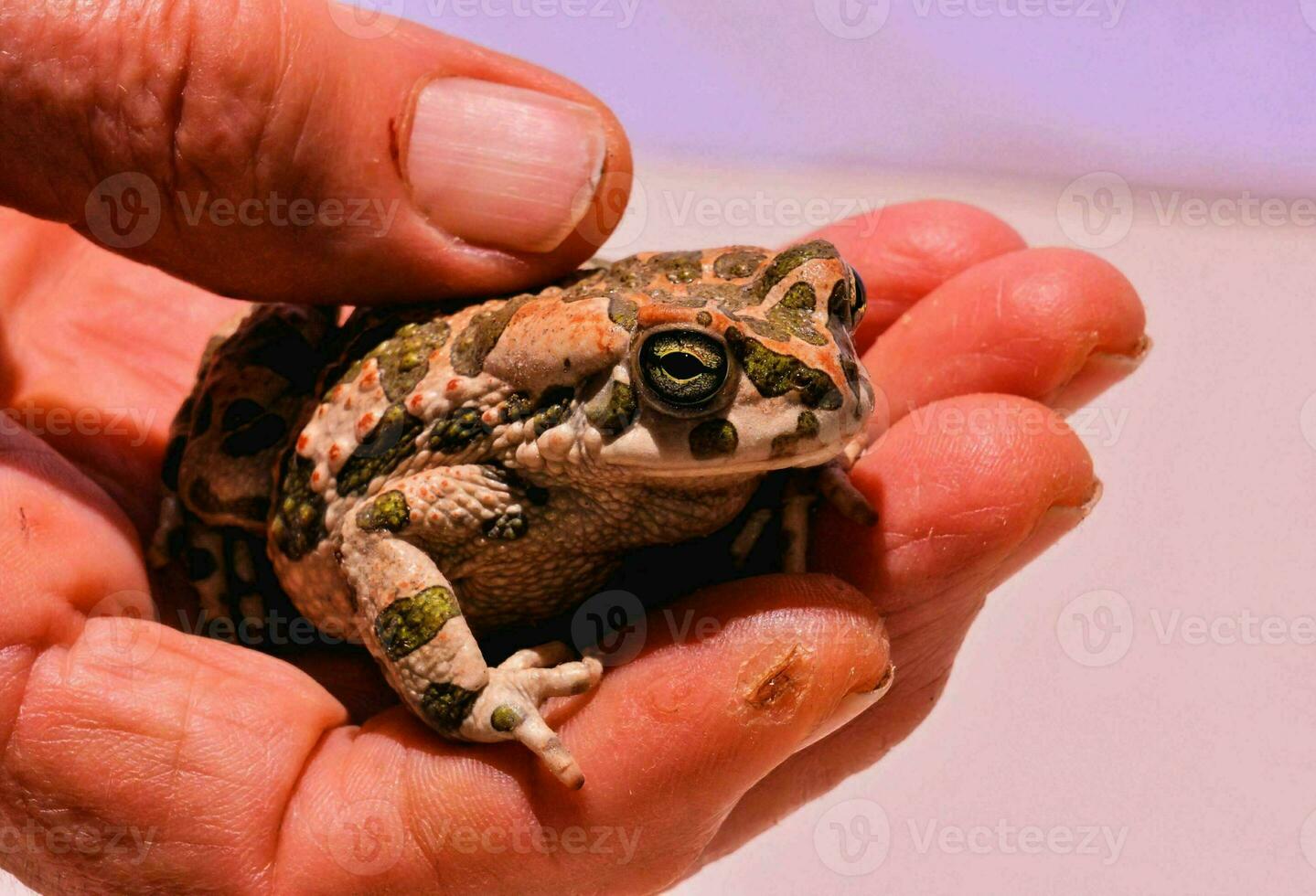 a small frog is held in the palm of someone's hand photo