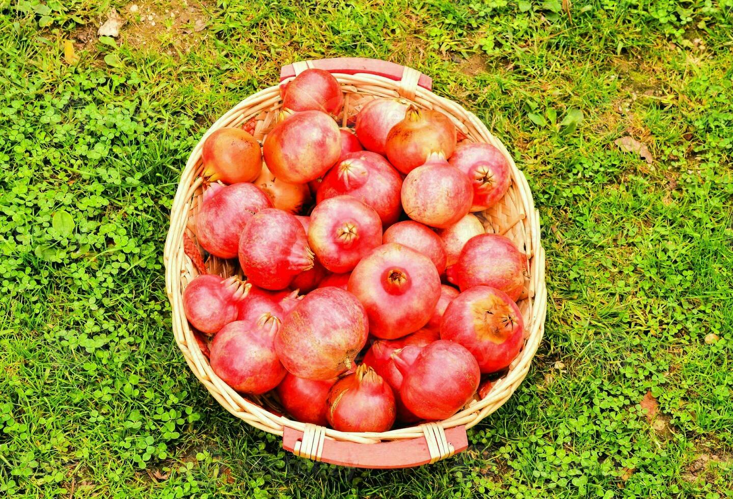 a basket full of red pomegranates on the grass photo