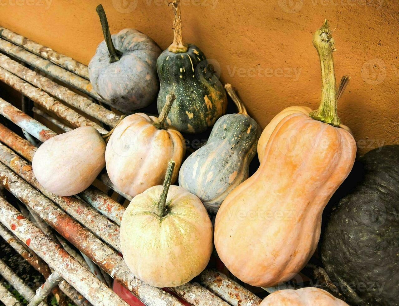 a group of squash and gourds sitting on a bench photo