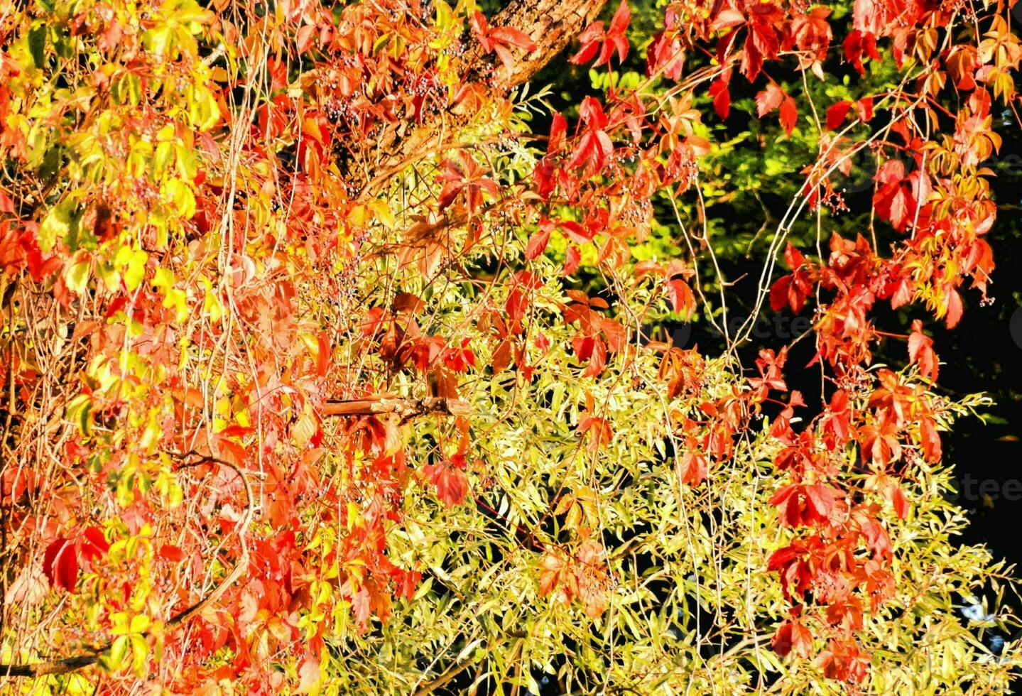 a tree with red and yellow leaves in the fall photo