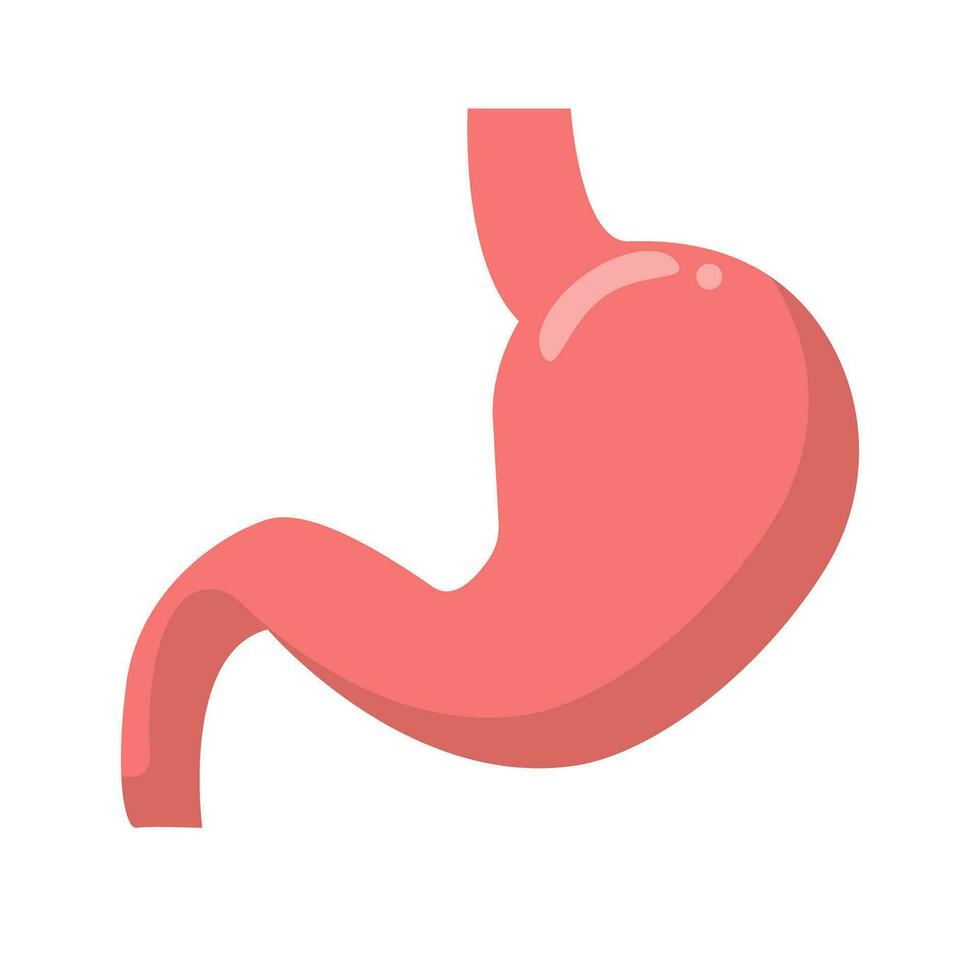 Stomach Icon. Organ. Digestion. Vector. vector