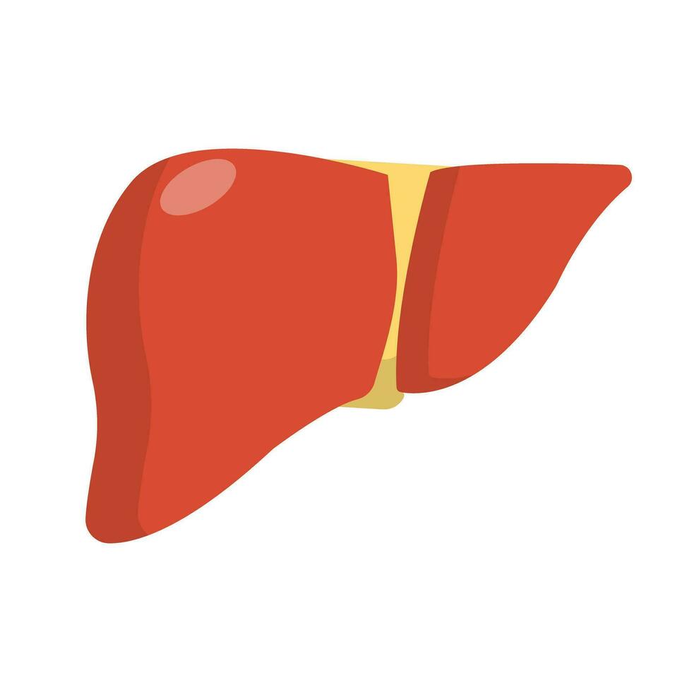 Flat design liver icon. Vector. vector