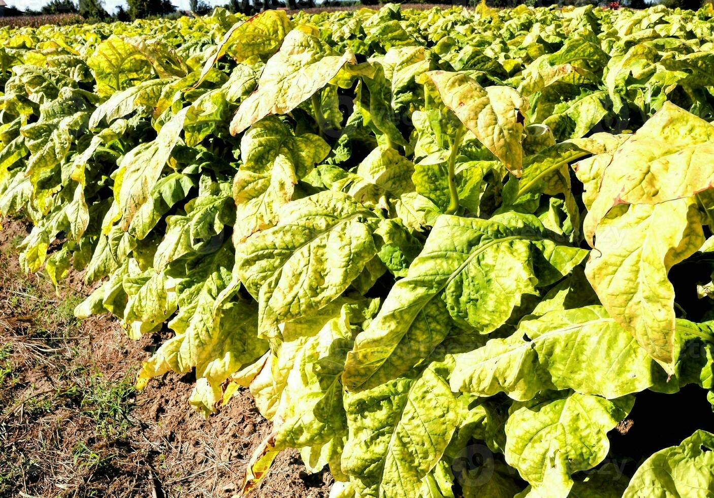 a tobacco plant in a field photo