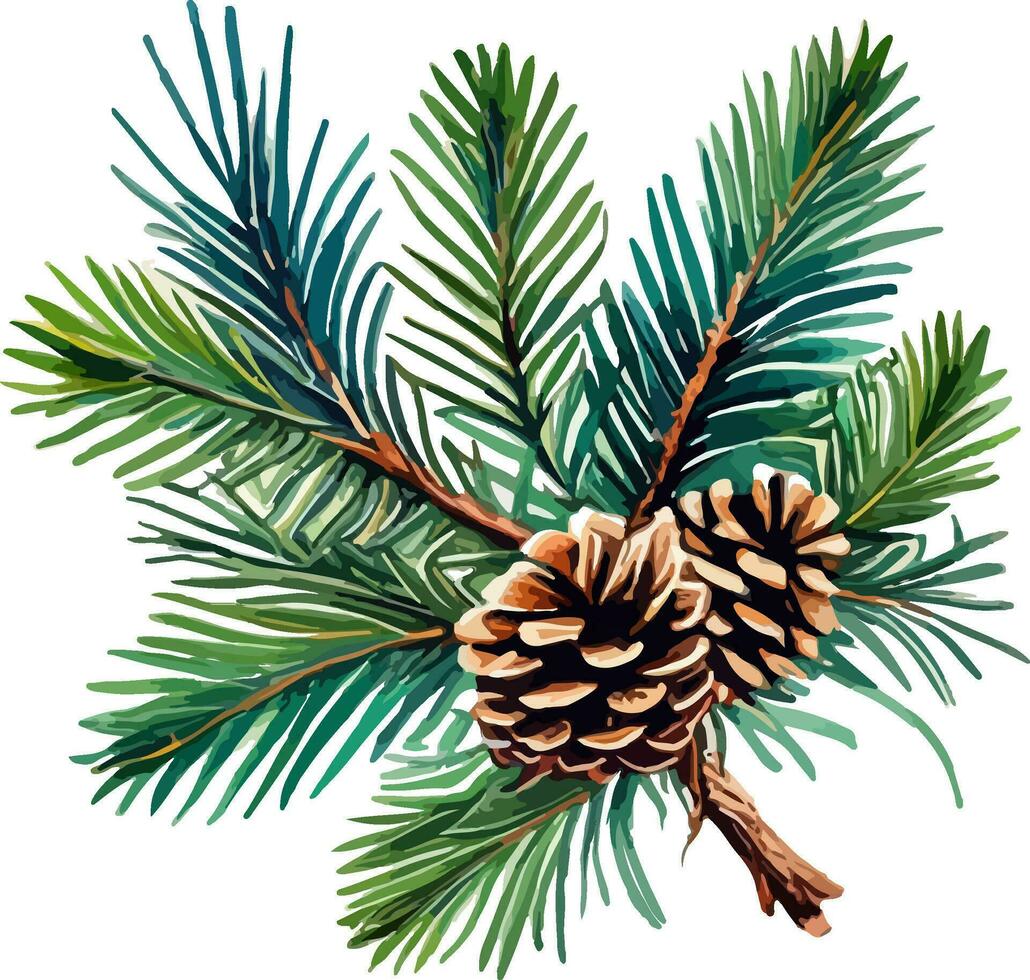 Pine branches and cones, needles on white background, hand digital draw, watercolor style, decorative botanical illustration for design, Christmas tree, vector