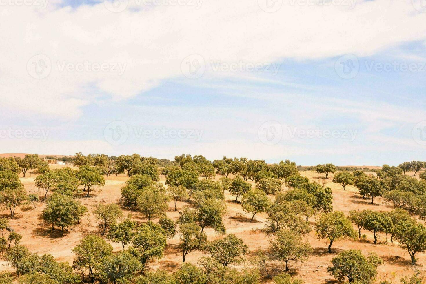 a view of the olive groves in the countryside photo