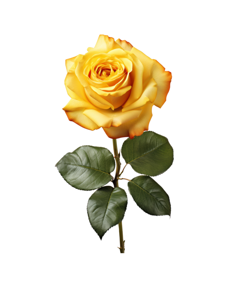 Yellow rose isolated on transparent background. AI Generative png