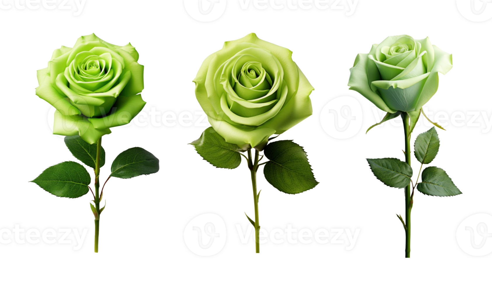 Set of green rose flowers isolated on transparent background. AI Generative png