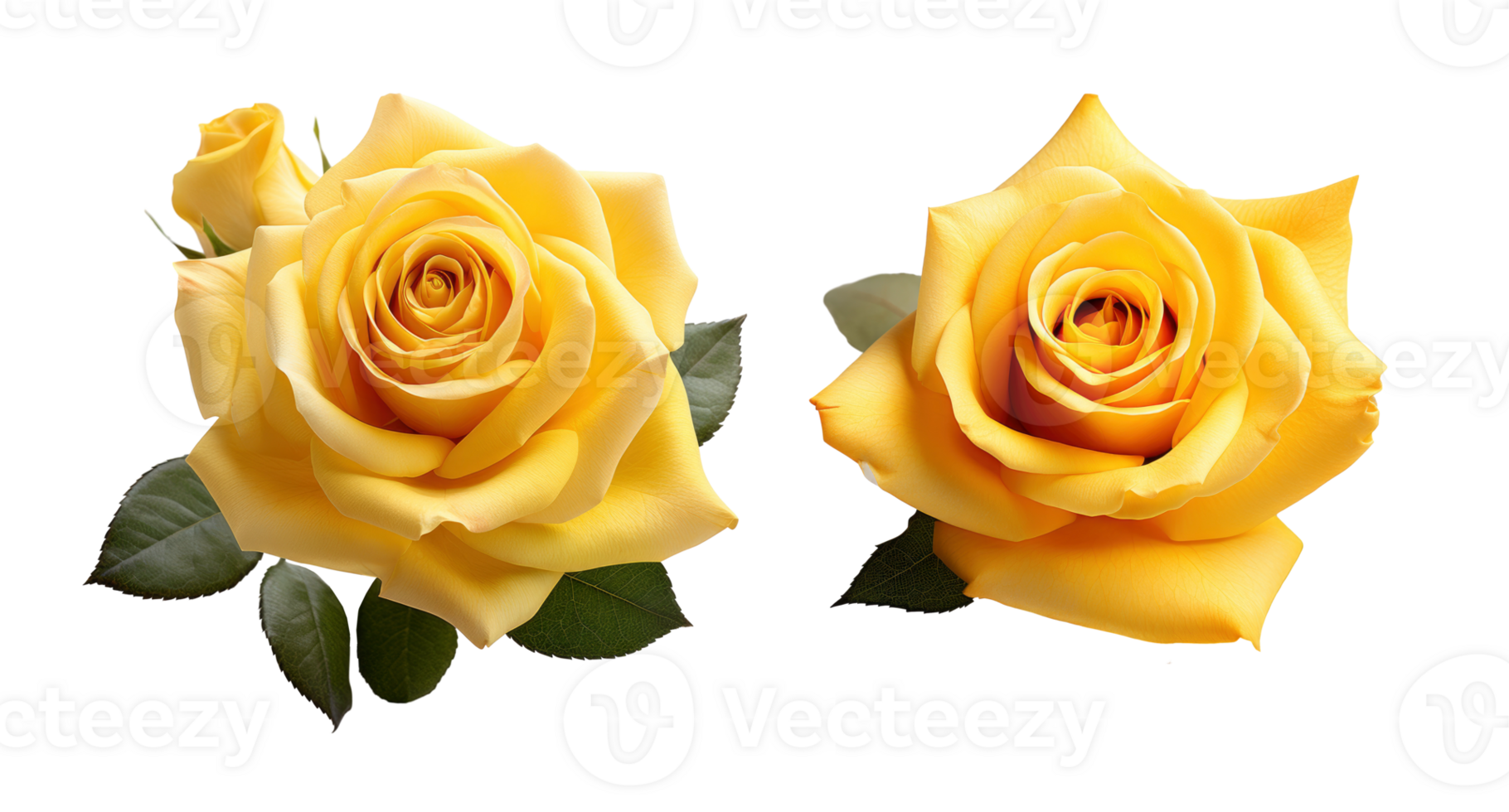 Yellow rose flowers isolated on transparent background, AI Generative png