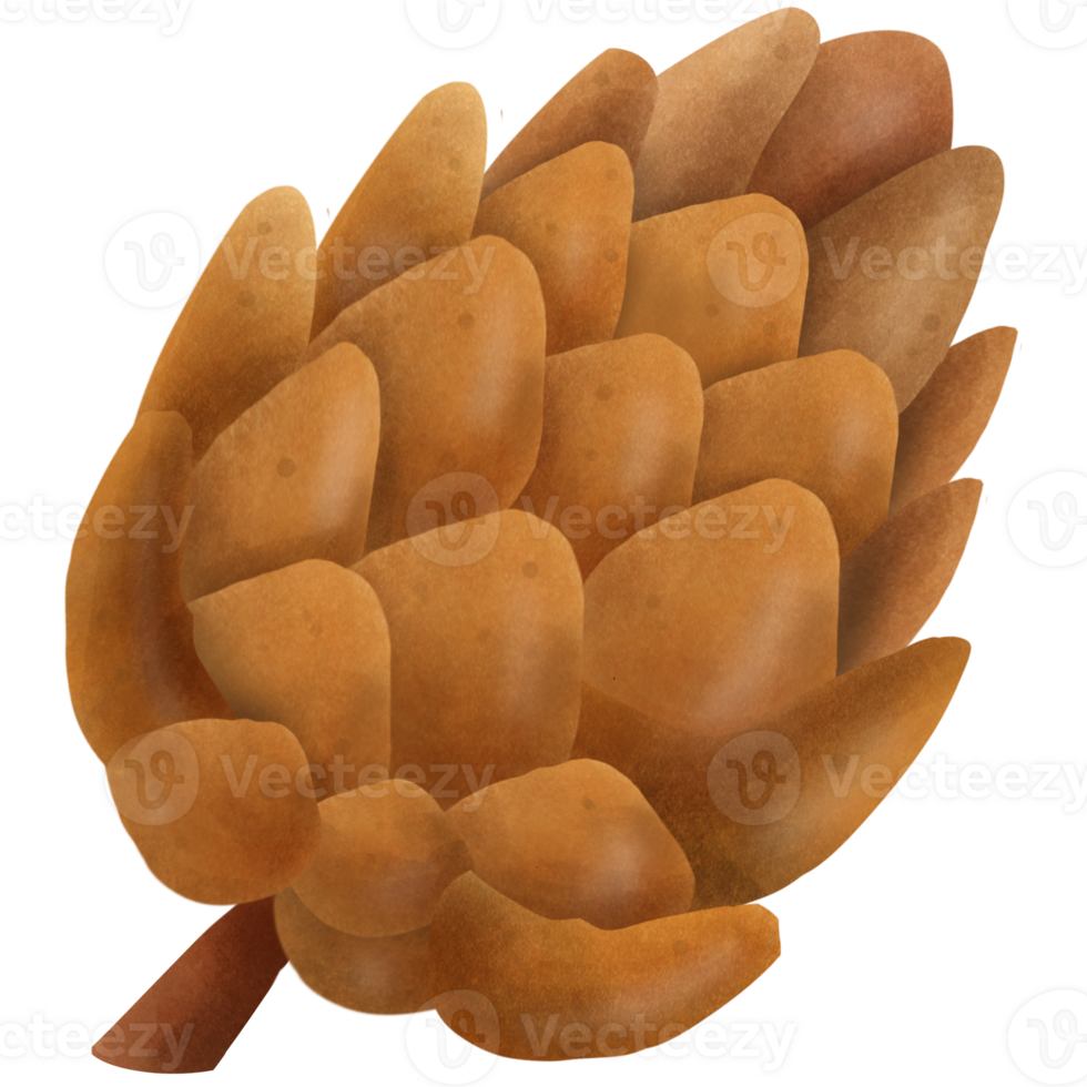 The pine cone png
