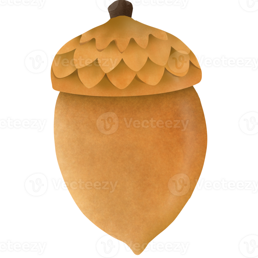 The Oak seed png