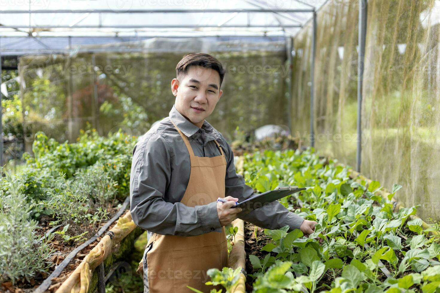 Asian local farmer growing salad lettuce and checking the growth rate inside the greenhouse using organics soil approach for family own business and picking some for sale photo
