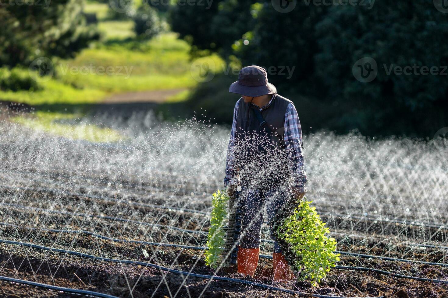 Asian farmer is carrying tray of young vegetable seedling to plant while walking pass the irrigation watering system test to growing organics plant during spring season and agriculture photo