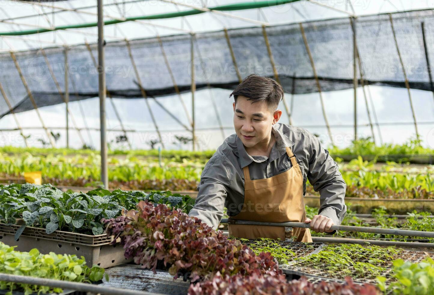 asiático local granjero creciente ensalada lechuga en el invernadero utilizando orgánicos suelo Acercarse para familia propio negocio y cosecha algunos para rebaja foto