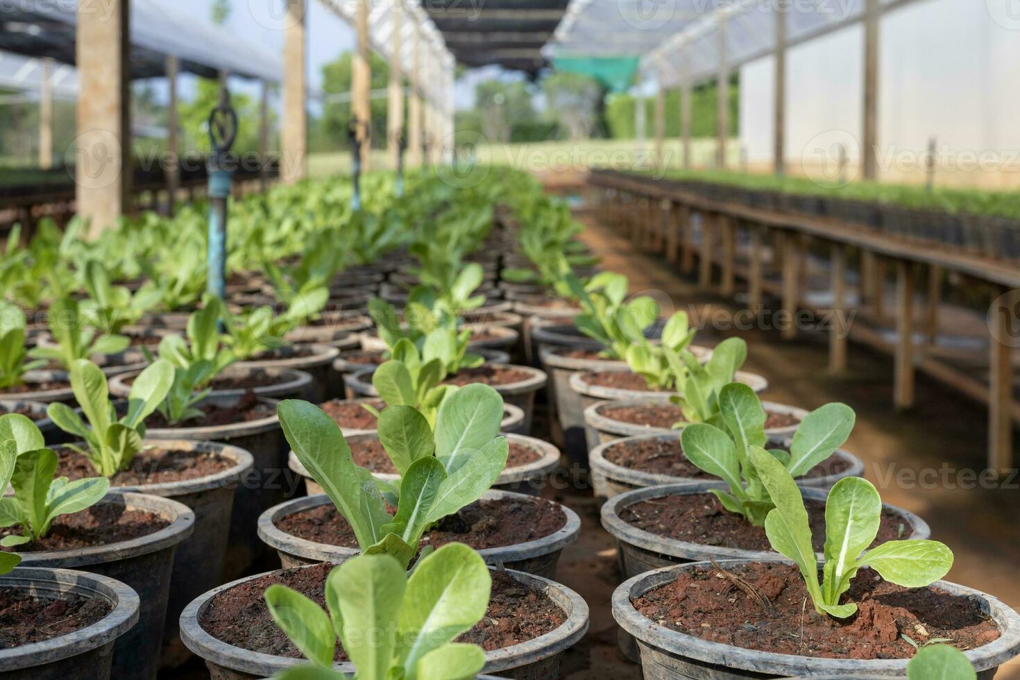 Young plant of variety of lettuce salad crop in organics farm for agriculture and vegetarian healthy consumption photo