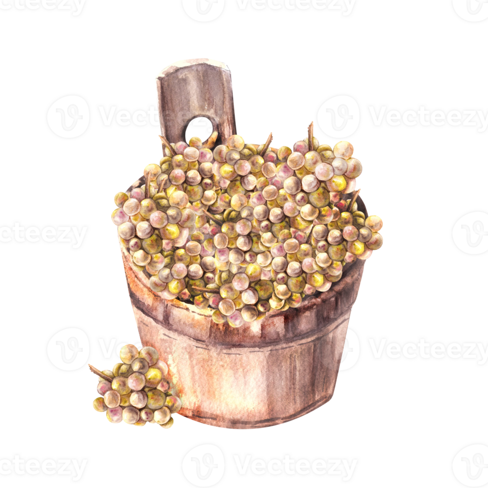 Watercolor wooden bucket with grapevine, green grapes . Hand painted illustration. Harvesting for winemaking, winery. Design for label, sticker, wine list, menu, print png