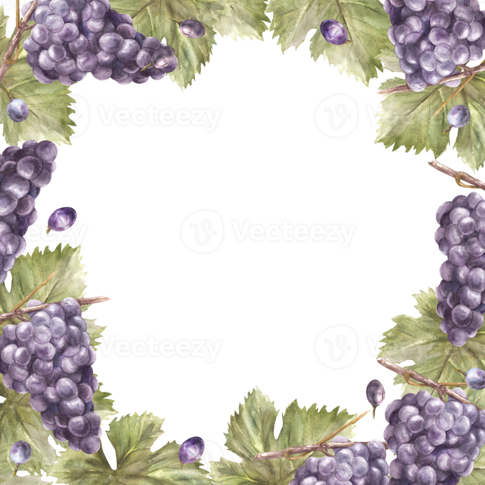 Watercolor square frame bunch of blue grapes, leaves and berry. Grapevine label hand painted illustration Design of card, wine list, invitation, restaurant, bar printing. png