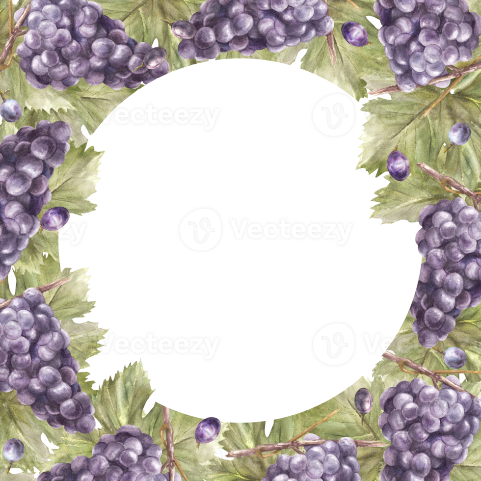 Watercolor square frame bunch of blue grapes, leaves and berry. Grapevine label hand painted illustration Design of card, wine list, invitation, restaurant, bar printing. png